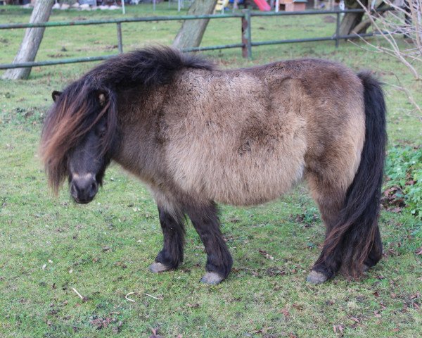 Zuchtstute Karlima (Shetland Pony, 2000, von Karli)