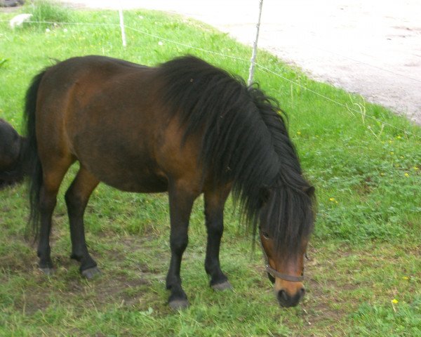 Pferd Moritz (Shetland Pony, 1998, von Moppel II A 111 DDR)