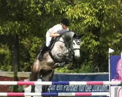 Springpferd Baileys 100 (Oldenburger Springpferd, 2012, von Balou du Rouet)