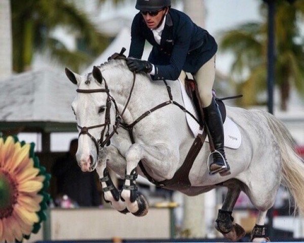 Springpferd Gerlos (KWPN (Niederländisches Warmblut), 2011, von Der Senaat 111)