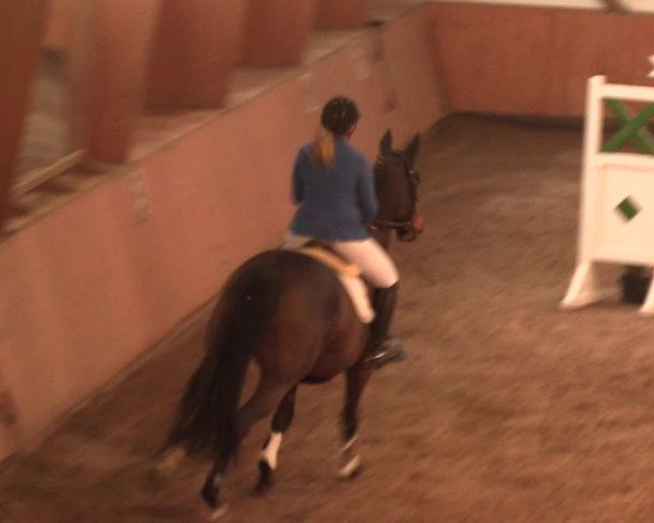 Reitturnier Bad Salzuflen 2017