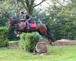 dressage horse Cachou 17 (German Riding Pony, 2008, from Fehkamp's Coestelin)