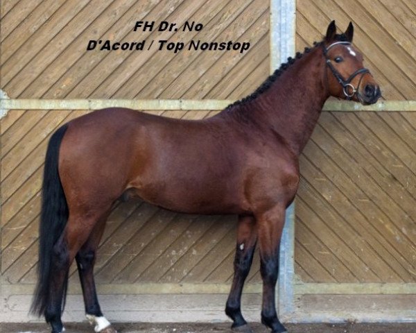 dressage horse Friedrichshof Dr. No (German Riding Pony, 2008, from D'Acord)
