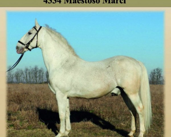 Deckhengst 4334 Maestoso Marci (Lipizzaner, 1999, von 3363 Maestoso XI Capriola)