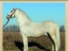 Deckhengst 4334 Maestoso Marci (Lipizzaner, 1999, von 3363 Maestoso XI Capriola)