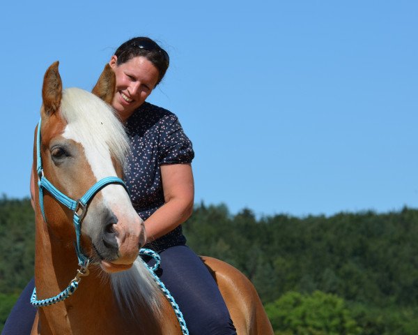 horse Maluc van't Vöske (Haflinger, 2013, from Matcho van de Bosrand Hf.K.194)