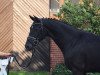 dressage horse Valencia 111 (Oldenburg, 2014, from Van Vivaldi)