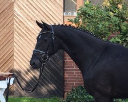 dressage horse Valencia 111 (Oldenburg, 2014, from Van Vivaldi)