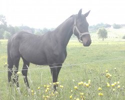 jumper La Codella (Oldenburg show jumper, 2015, from Chaccodello)