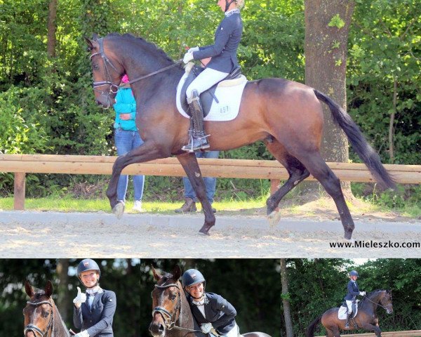 stallion Zafiero (Hanoverian, 2015, from Zack)