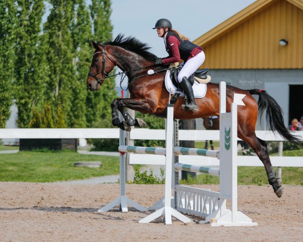 horse Guardiola (KWPN (Royal Dutch Sporthorse), 2011, from VDL Cardento 933)