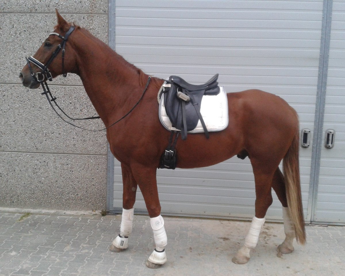 horse Fidalgo (Rhinelander, 2010, from Flatley 2)