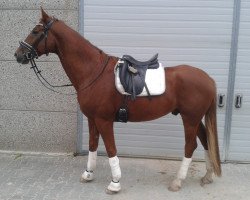 dressage horse Fidalgo (Rhinelander, 2010, from Flatley 2)