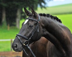 dressage horse Revito M (Hanoverian, 2011, from Rotspon)