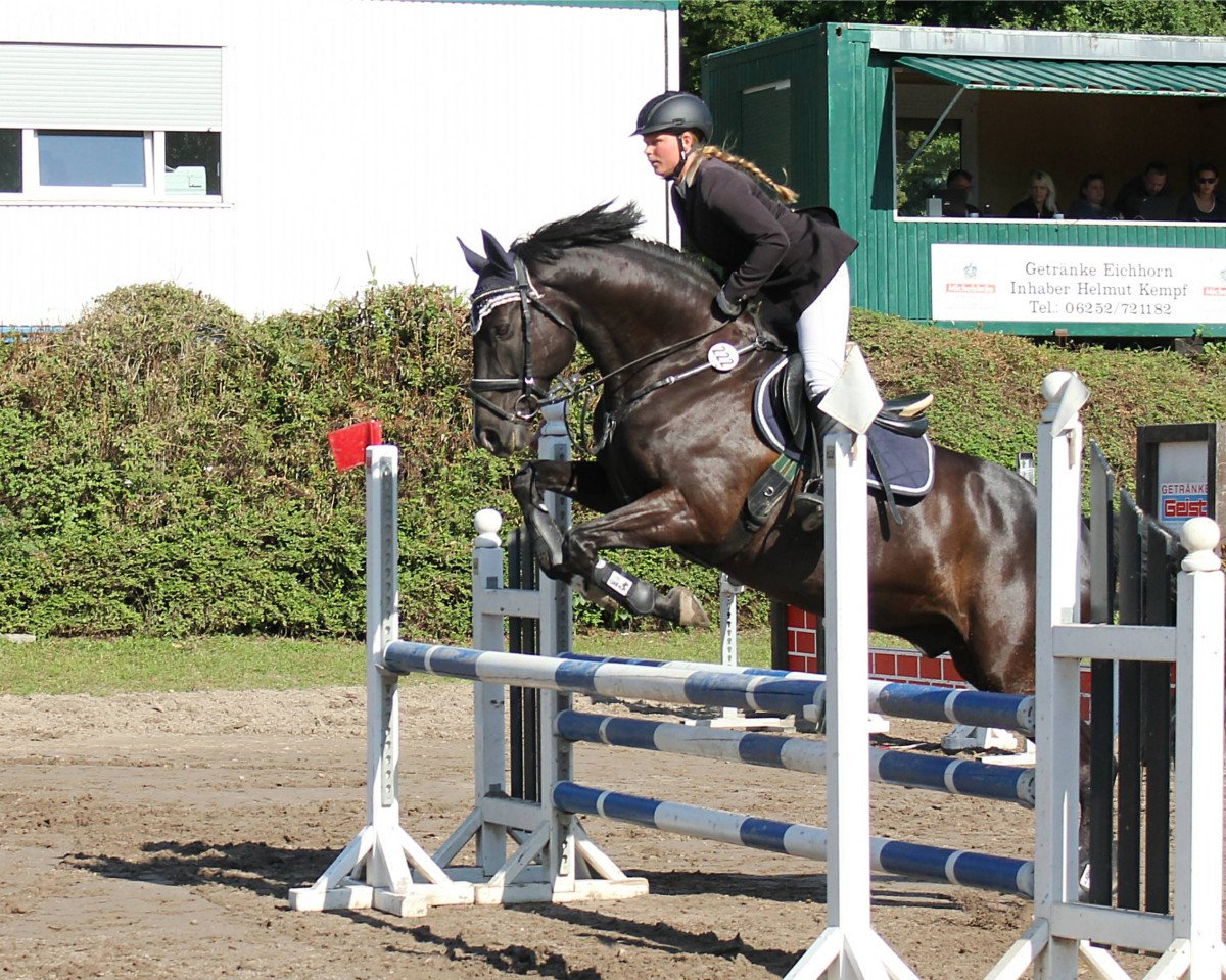 jumper Highlight 103 (Zweibrücken, 2003, from Heraldik xx)