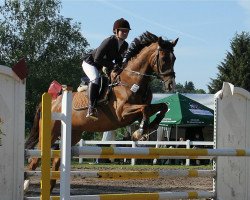 jumper Ceddy 4 (KWPN (Royal Dutch Sporthorse), 2002, from Emilion)