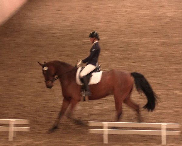 Reitturnier Bad Salzuflen 2017
