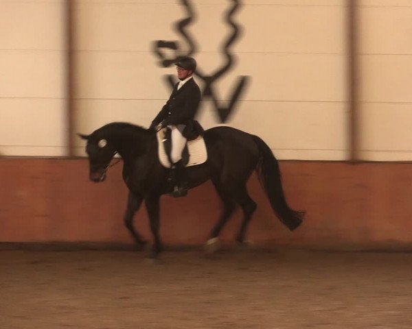 Reitturnier Bad Salzuflen 2017