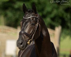 stallion Sweetwaters Ziethen TSF (Trakehner, 2013, from Abendtanz)