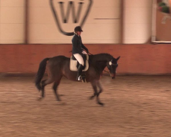 Reitturnier Bad Salzuflen 2017