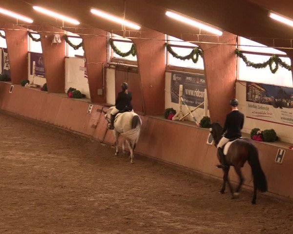 Reitturnier Bad Salzuflen 2017