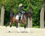 dressage horse Havanero 4 (Oldenburg, 2007, from Hotline)