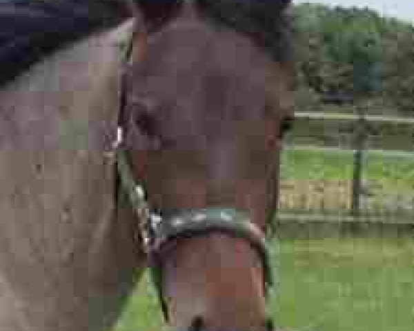 broodmare Bonitas Philipa (Connemara Pony, 2000, from Rebel Justice)