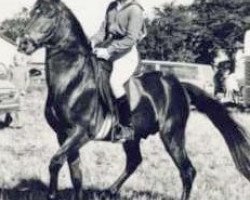 stallion Øxenholm Geronimo (Connemara Pony, 1972, from Nicholas Kamik)