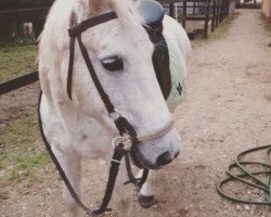 broodmare Nyvang's Fame (Connemara Pony, 1992, from Øxenholm Geronimo)