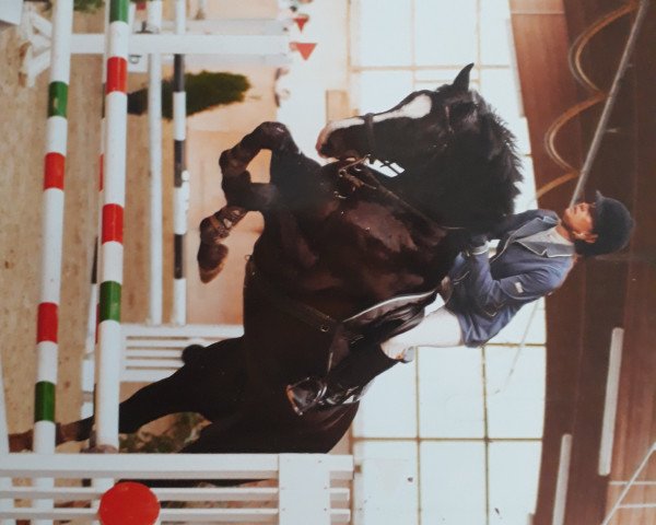 Springpferd Focus on me (Koninklijk Warmbloed Paardenstamboek Nederland (KWPN), 2010, von Tolan R)