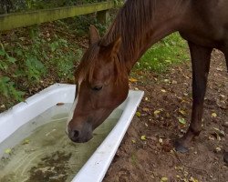 dressage horse Aragorn L (German Riding Pony, 2015, from Aramis N)