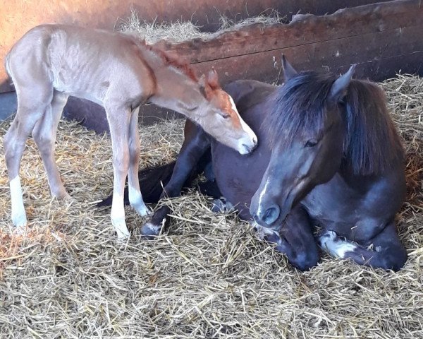 Dressurpferd Akanji (Deutsches Reitpony, 2018, von Aragorn L)