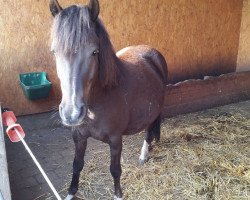 broodmare Lotta (German Riding Pony,  )