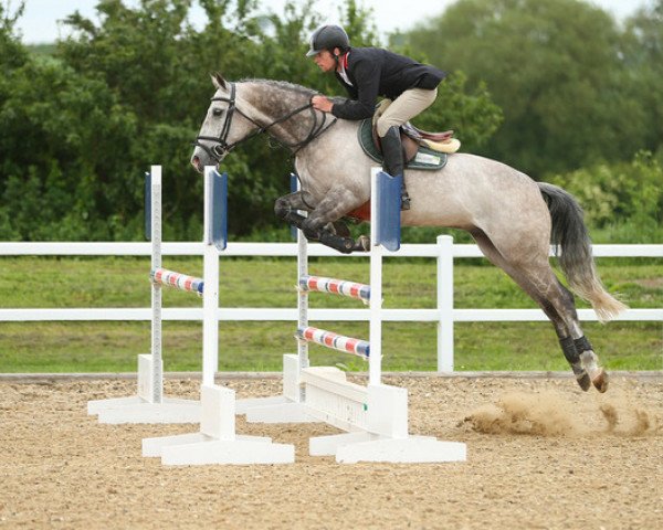 Pferd Paco (British Sport Horse,  )