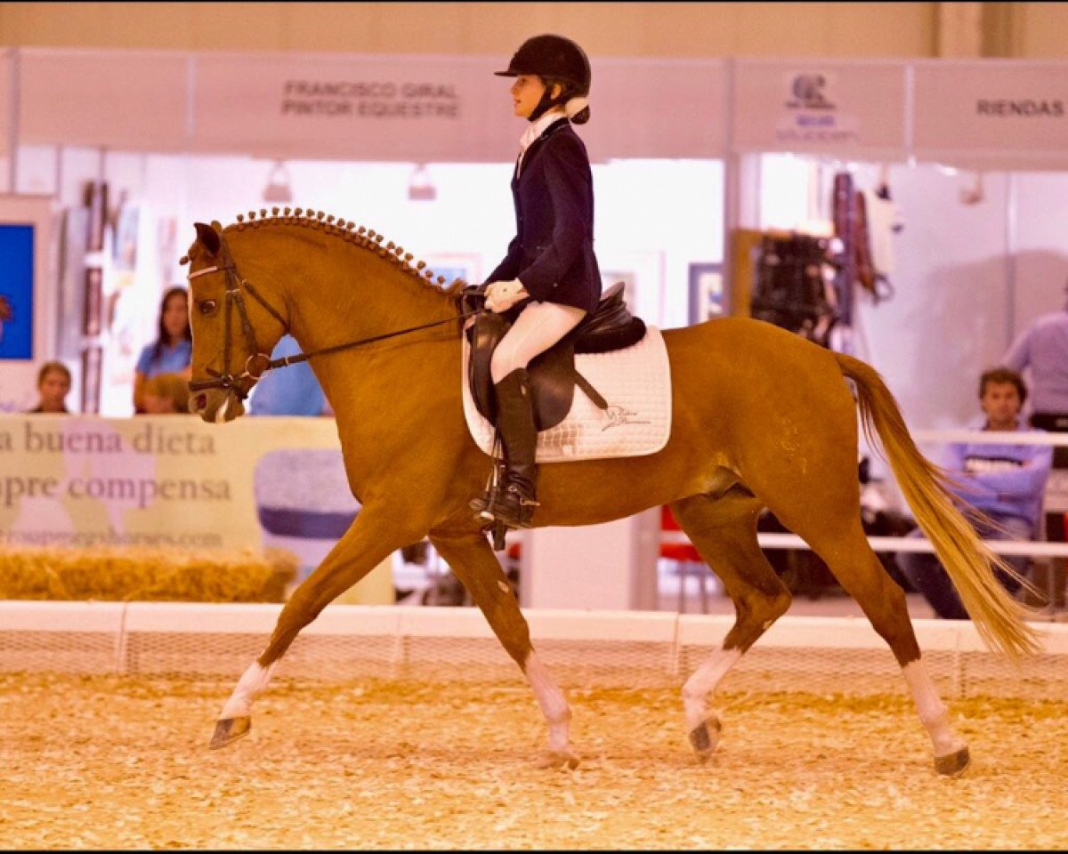 stallion Jockers Golden Boy (German Riding Pony, 2001, from Joker)