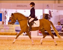 Deckhengst Jockers Golden Boy (Deutsches Reitpony, 2001, von Joker)