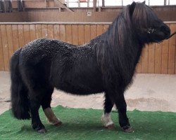 Deckhengst Raudi von der Senne (Dt.Part-bred Shetland Pony, 1996, von Dr.Robin)