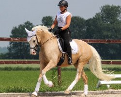 dressage horse Minouk (Deutsches Reitpony, 2014, from FS Mr. Right)