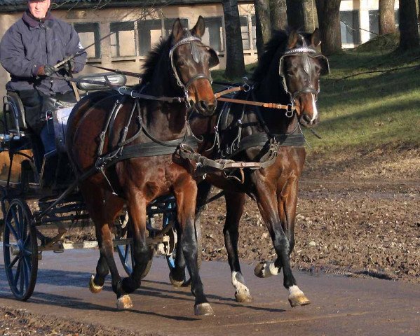 Pferd Dream Magic Boy (Mecklenburger, 2009, von Dramatiker)