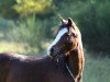 Dressurpferd Neverlands Best Girl (Welsh Pony (Sek.B), 2012, von Best Boy)