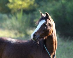 dressage horse Neverlands Best Girl (Welsh-Pony (Section B), 2012, from Best Boy)