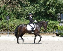 dressage horse Drache Serafina (Oldenburg, 2012, from Don Tango B)