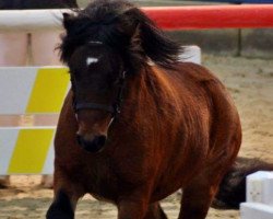 Deckhengst Ingo (Shetland Pony, 2013, von Inspektor vom Fasanenweg)