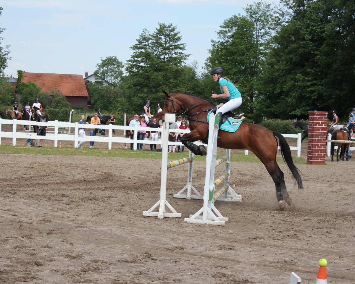 jumper Karina 463 (unknown, 2004)
