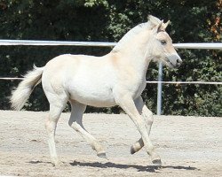 Pferd Luzzi (Fjordpferd, 2018, von Maurids)