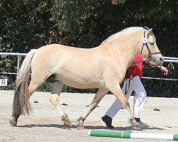 broodmare Henrike (Fjord Horse, 2009, from Kelvin)