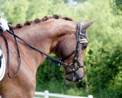 Dressurpferd Westwind B (Trakehner, 2012, von Phlox)