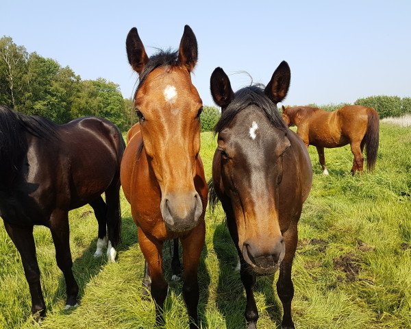 Pferd Pepeline (Rheinländer, 2001)