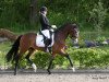 dressage horse Contador 55 (German Riding Pony, 2013, from Casino Royale K WE)