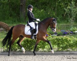 Dressurpferd Contador 55 (Deutsches Reitpony, 2013, von Casino Royale K WE)